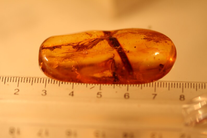 v2 Natural Baltic Amber insects spider fly .