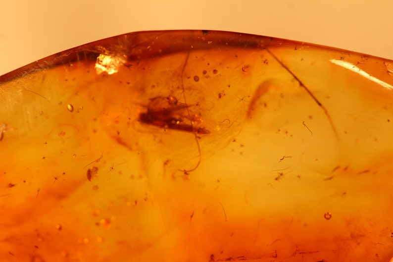 Natural Baltic Amber insects m 7