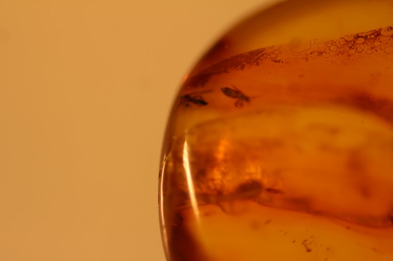 v2 Natural Baltic Amber insects spider fly .