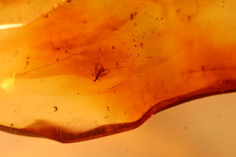 Natural Baltic Amber insects m 7