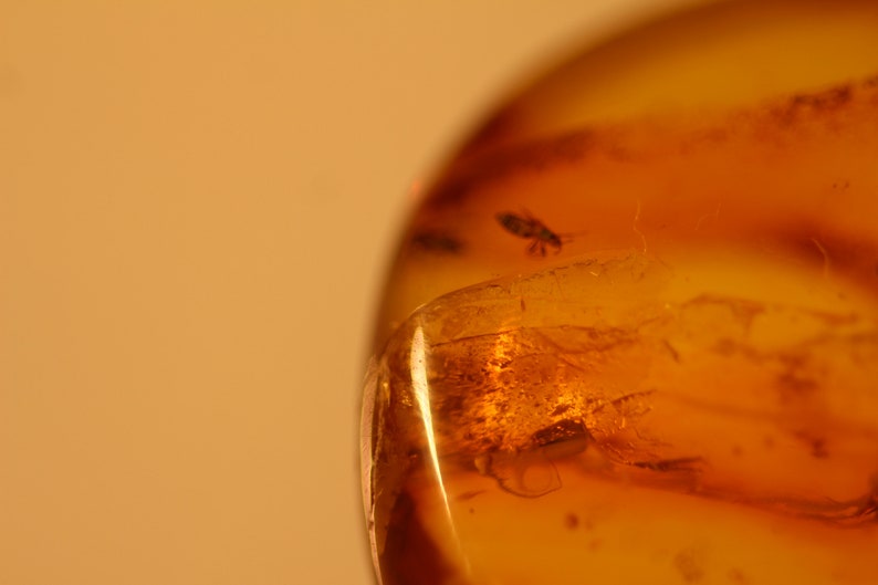 v2 Natural Baltic Amber insects spider fly .