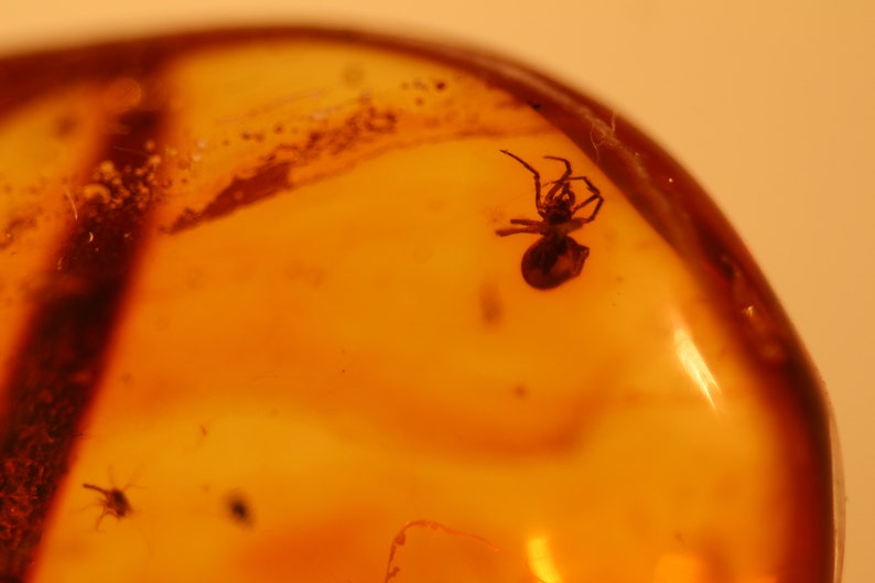 v2 Natural Baltic Amber insects spider fly .