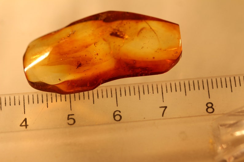 Natural Baltic Amber insects m 7