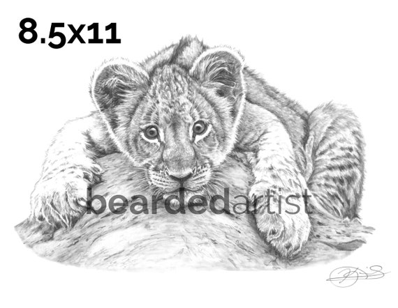 Lion Cub Baby Lion Lion Print Lion Cub Playing Nursery Etsy