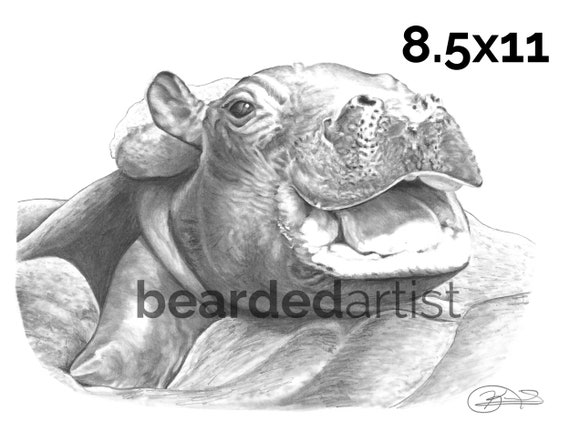 Baby Fiona Hippo Cincinnati Zoo 8 5x11 Or 11x17 Print Etsy Baby Fiona Hippo Cincinnati Zoo 8 5x11 Or 11x17 Print Etsy