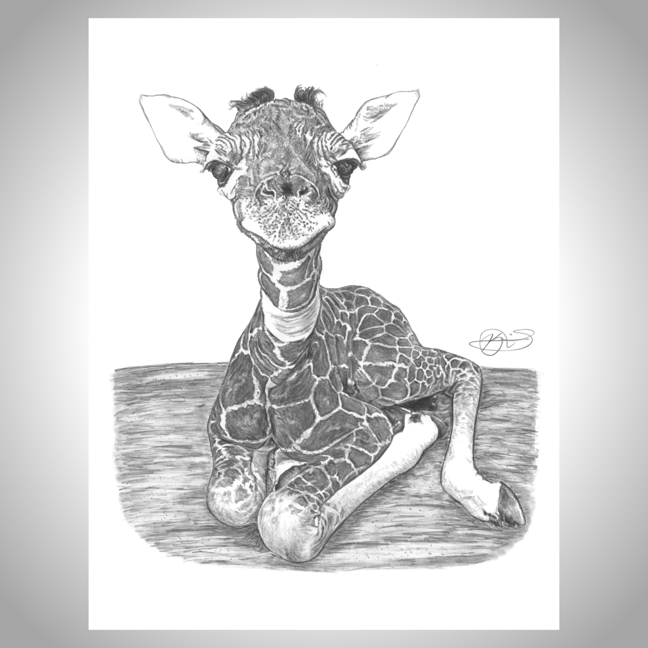 Giraffe Fine Art baby Giraffe Cute Animal Art - Etsy Norway Giraffe Fine Art baby Giraffe Cute Animal Art - Etsy Norway