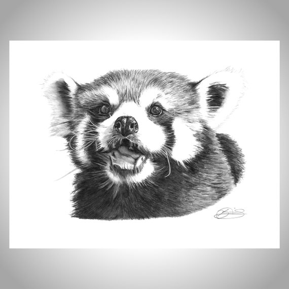 Liwu The Red Panda Red Panda Artwork Animal Print Red Etsy Israel