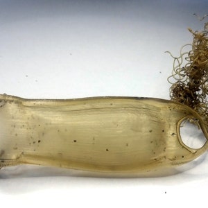 Mermaid&#39;s Purse - Shark Eggs