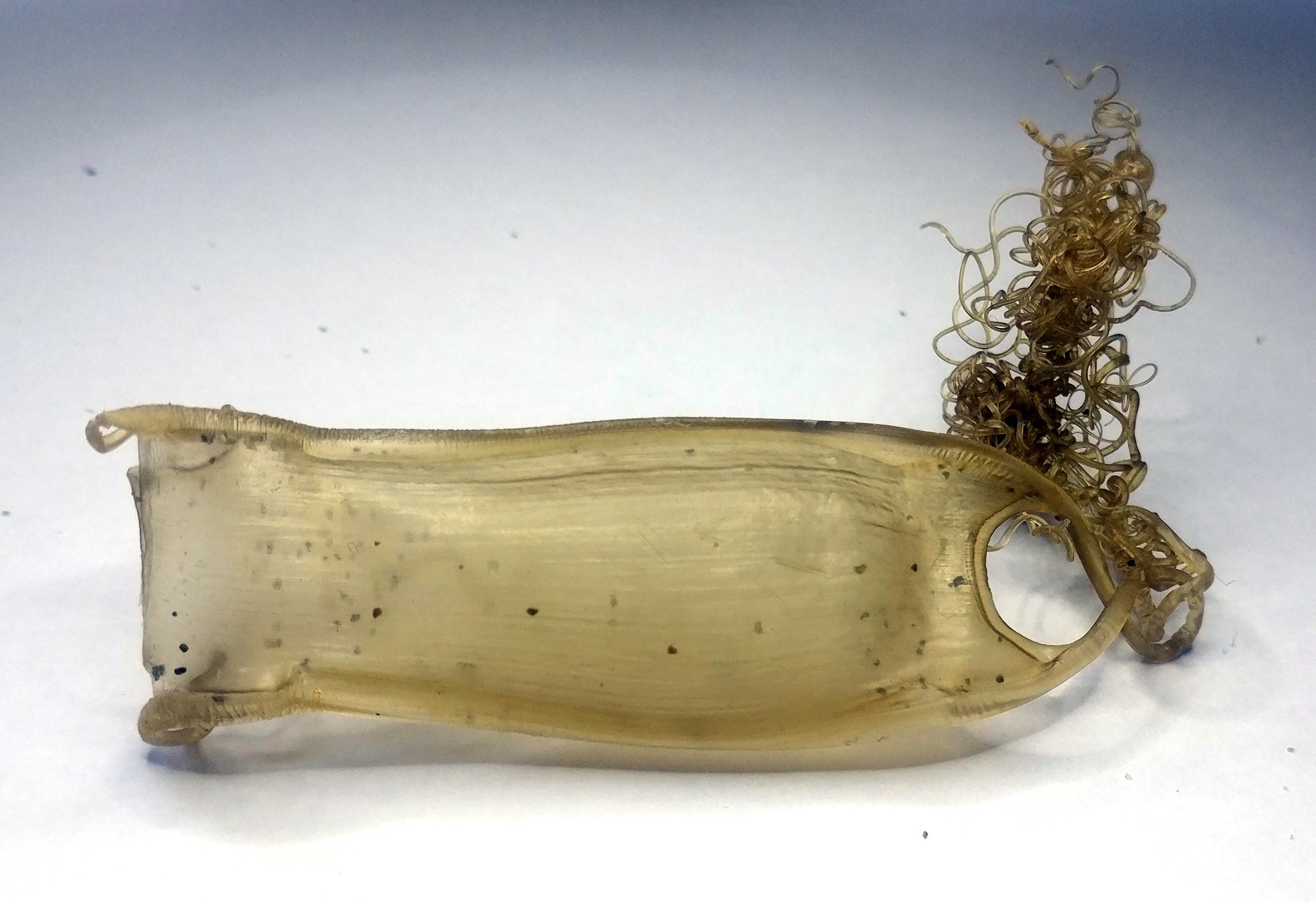 Mermaid's Purse - Shark Eggs