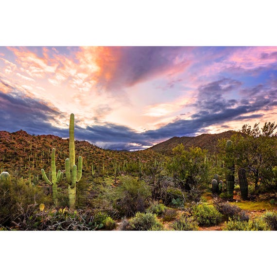 Saguaro Cactus Print, Saguaro Sunrise, Cactus Photo Print, Tucson Arizona  Photography, Saguaro National Park Wall Art, Southwest Photography - Etsy