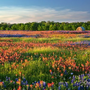 Texas Wildflowers Print Set wildflower Fields - Etsy