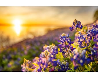 May include: A field of purple wildflowers in bloom at sunset. The flowers are in focus, while the background is blurred and out of focus. The sun is setting in the distance, casting a warm glow over the scene.