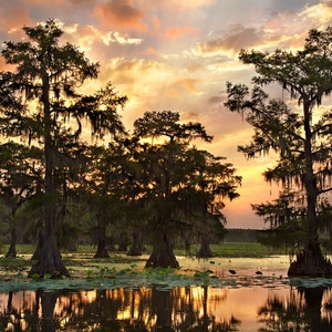 Swamp Photo Print | &quot;Caddo Lake Sunrise&quot; | Texas Landscape Photography Photo - Louisiana Photography - Texas Cypress Bayou Print