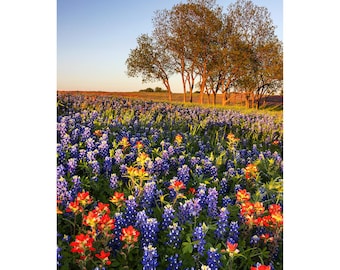 Texas Wildflower Print, Texas Wildflower Morning, Ennis Bluebonnets Photo, Texas Landscape Vertical Wall Art, Bluebonnet Photography