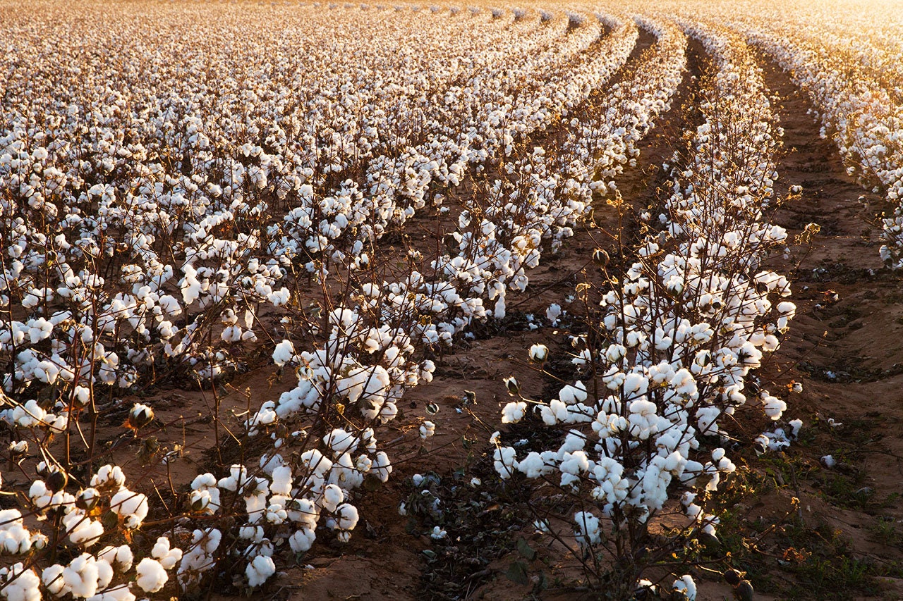Cotton Field Photo cotton Field Rows West - Etsy