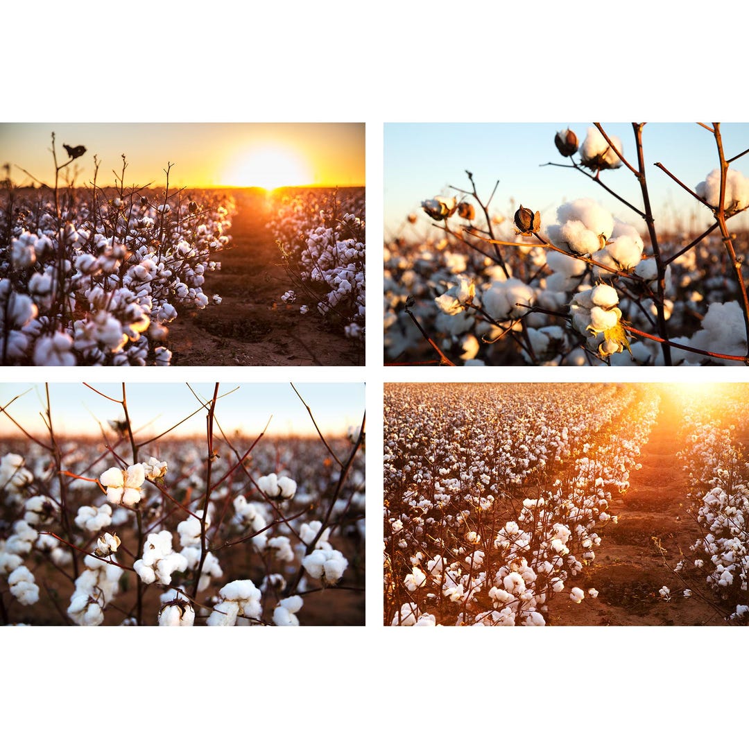 Cotton Fields Print Set, Cotton Field Sunset, Texas Cotton Field