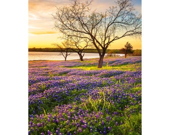 Texas Bluebonnet Print, Lake Bardwell Afternoon, Texas Bluebonnets Photo, Ennis Texas Photography, Vertical Texas Wall Art Picture