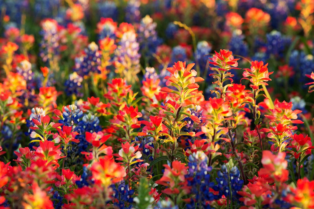 Texas Wall Art Photo wildflower Detail Texas Wildflowers Wall Art Texas