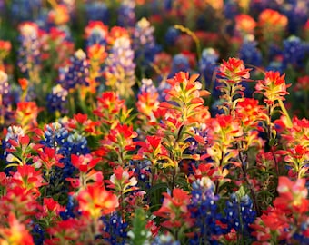 Texas Wall Art Photo | "Wildflower Detail" | Texas Wildflowers Wall Art | Texas Bluebonnets - Indian Paintbrushes - Texas Home Decor Art