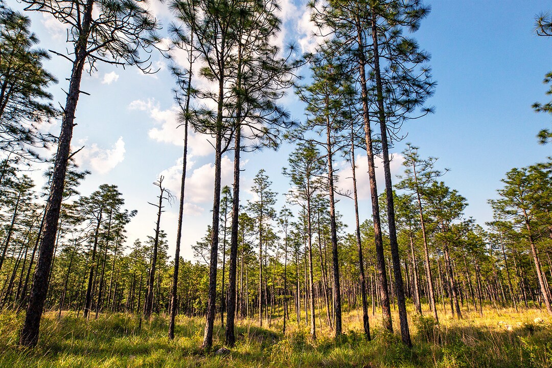 Kisatchie National Forest Photography Kisatchie Forest View Etsy