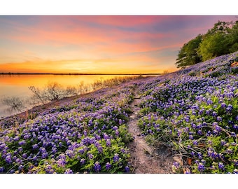 Bluebonnet Photo, A Walk at the Lake, Sunset Bluebonnet Print, Texas Bluebonnets Farmhouse Home Decor, Country Wall Art Photography