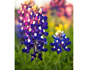 Texas Home Decor Print, Bluebonnet Sunset Detail, Texas Wildflowers Photo Print, Texas Bluebonnets Wall Art, Vertical Bluebonnet Picture