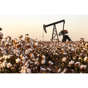 May include: A black oil pump in a field of white cotton. The pump is in the background and the cotton is in the foreground.