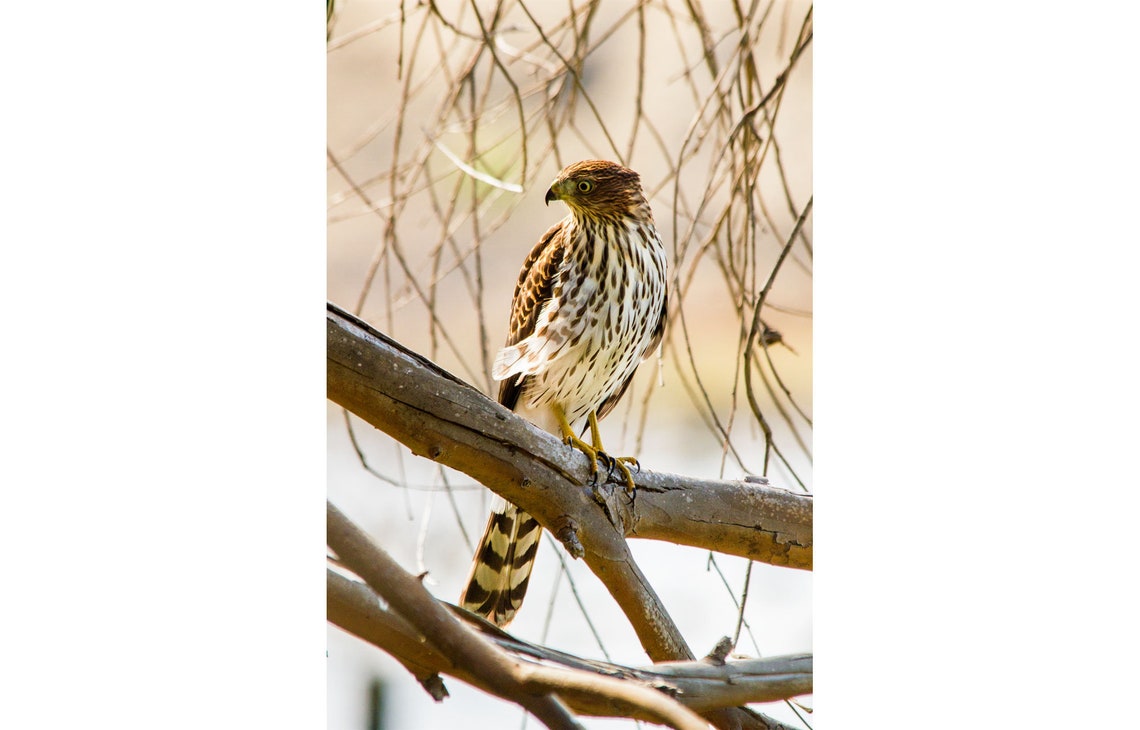 Hawk Photo Print cooper's Hawk Bird | Etsy