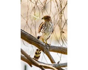 Hawk Photo Print | "Cooper's Hawk" | Bird Photography - Hawk Photography - Cooper's Hawk Photo Print - Bolsa Chica Wetlands Birding Photo