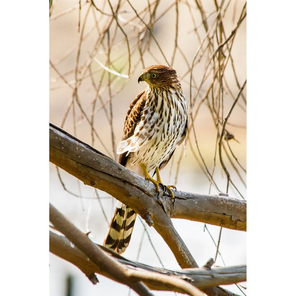 Hawk Photo Print | "Cooper's Hawk" | Bird Photography - Hawk Photography - Cooper's Hawk Photo Print - Bolsa Chica Wetlands Birding Photo