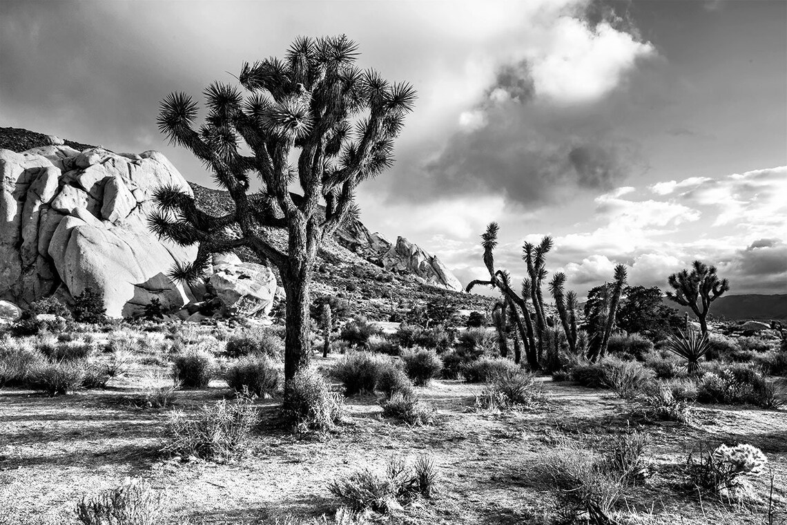 B&W Joshua Tree Photo Black and White Joshua Tree Landscape Etsy