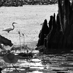 B&W Swamp Photo Set black and White Bayou - Etsy