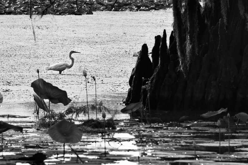 B&W Swamp Photo Set black and White Bayou - Etsy