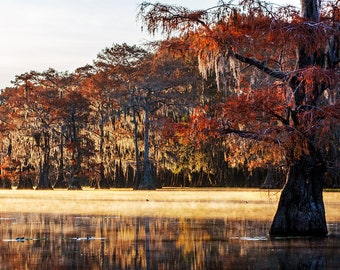 Caddo Lake Photography | Morning Light Caddo Lake Photo - Louisiana Swamp Print - Texas Cypress Bayou Print - Texas Fall Foliage Autumn View