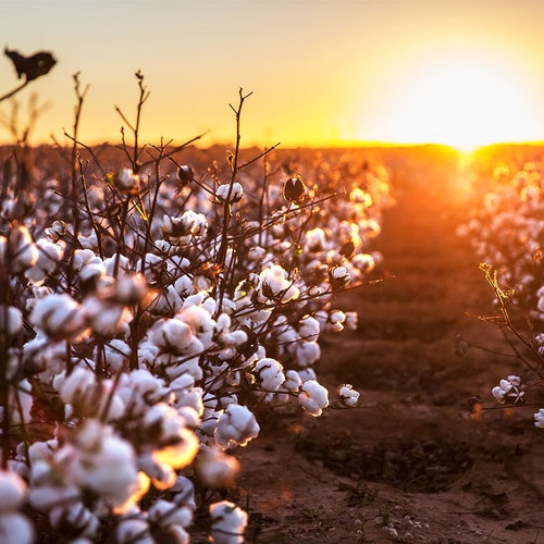 Cotton Field Photo cotton Field Rows West - Etsy