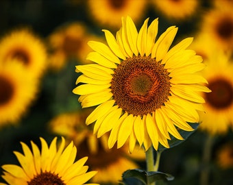 Sunflower Photography | Sunflower Detail Print | Sunflower Field Print, Sunflower Wall Art, Sunflower Photo, Montrose Colorado Photography