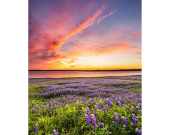 Texas Bluebonnet Photo Print, Pink Sunset Bluebonnets, Texas Fine Art Photography, Vertical Texas Bluebonnets Wall Art, Texas Home Decor