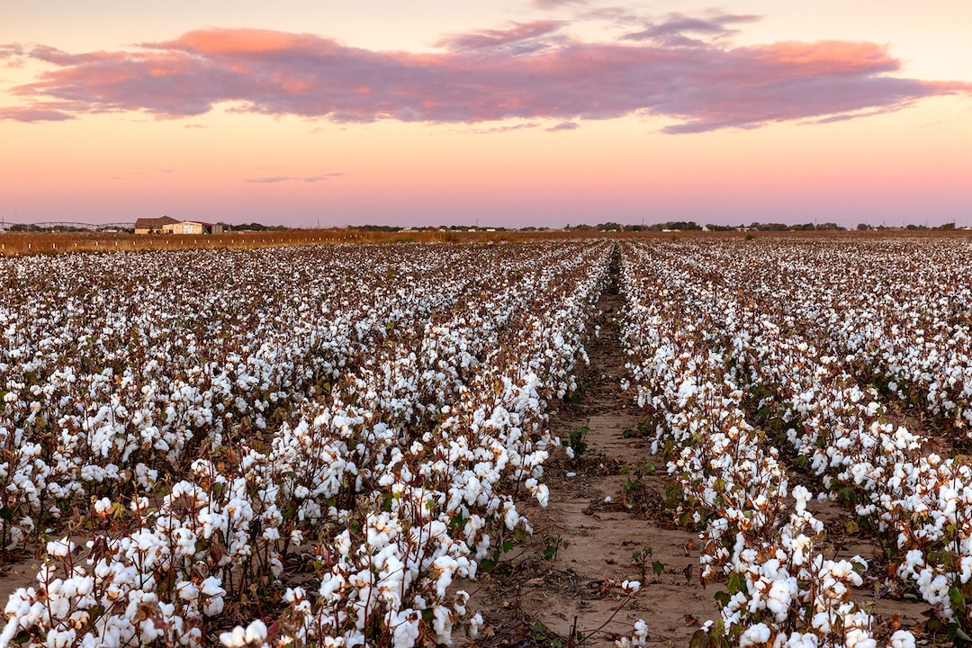West Texas Cotton Photo, Cotton Field Sunrise, Lubbock Wall Art, West