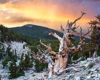 Great Basin Print | "Bristlecone Pine View" | Great Basin Photo - Great Basin National Park - Ancient Bristlecone Pines - Nevada Photography