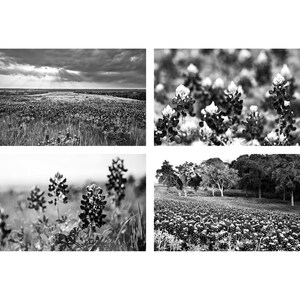 B&W Texas Photo Set, &quot;Black and White Bluebonnets, Texas Landscape Photo, Black and White Texas Wall Art, Texas Home Decor Photo Set