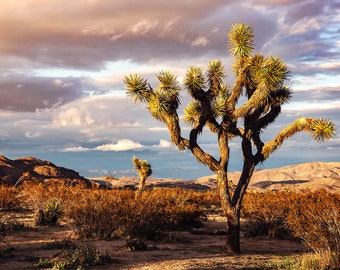 Joshua Tree Photography | Mohave Desert View | Joshua Tree National Park Print, Desert Photography, California Wall Art, Joshua Tree Photo