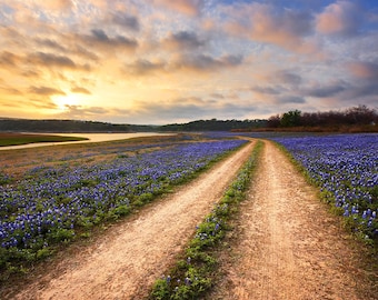 Texas Bluebonnet Print | Sunrise Over Muleshoe Bend Photo, Spicewood Texas Bluebonnets Wall Art, Hill Country Photography, Austin Home Decor