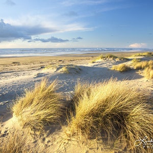 May include: A scenic beach landscape with golden dune grass in the foreground. The sandy beach stretches to the ocean under a blue sky with scattered clouds. The image is a photograph by Lindsay Munro Photography.