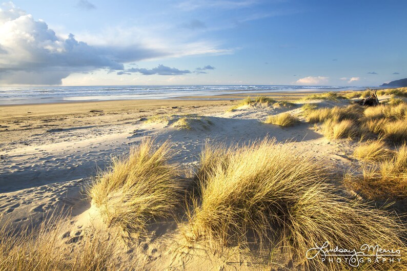 May include: A scenic beach landscape with golden dune grass in the foreground. The sandy beach stretches to the ocean under a blue sky with scattered clouds. The image is a photograph by Lindsay Munro Photography.