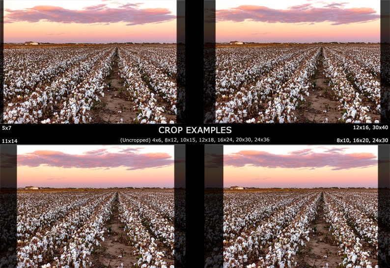 West Texas Cotton Photo Cotton Field Sunrise Lubbock Wall Etsy