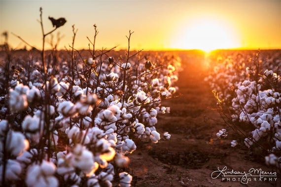 Cotton Fields Print Set, Cotton Field Sunset, Texas Cotton Field