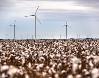 Wind Turbine Photo Print | Cotton Field & Wind Turbines | West Texas Wind Farm Print - Texas Wind Turbine Photography - Cotton Field Photo