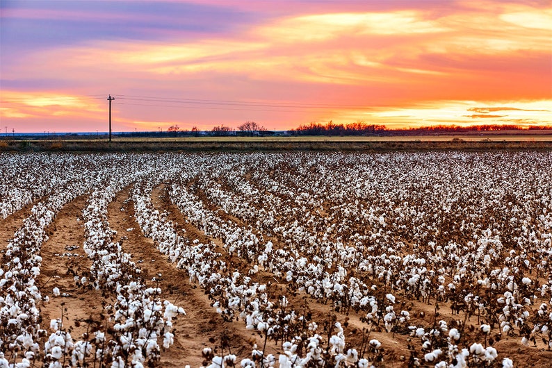 West Texas Photo Texas Cotton Photography Cotton Field Photo Texas Farmhouse Decor Rural Landscape Print Roadside Cotton Field Sunset