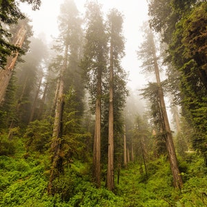 Moody Forest Photo, Foggy Morning in the Redwoods Print, Crescent City California Redwoods Photography, Jedediah Smith Redwoods Wall Art