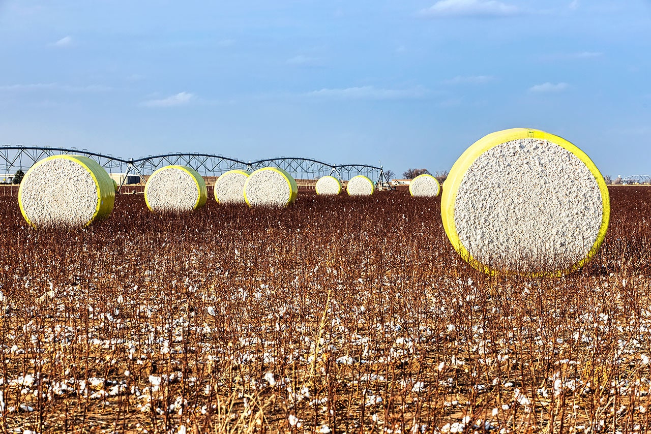 Cotton Bale Photo Field of Cotton Bales Texas Cotton Wall Etsy UK